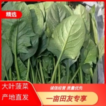 【热卖】优质大叶菠菜产地直发保质保量价格优惠欢迎致电