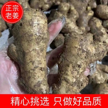 山东生姜产地小黄姜姜母嫰姜批发批发电商价格优惠品质好