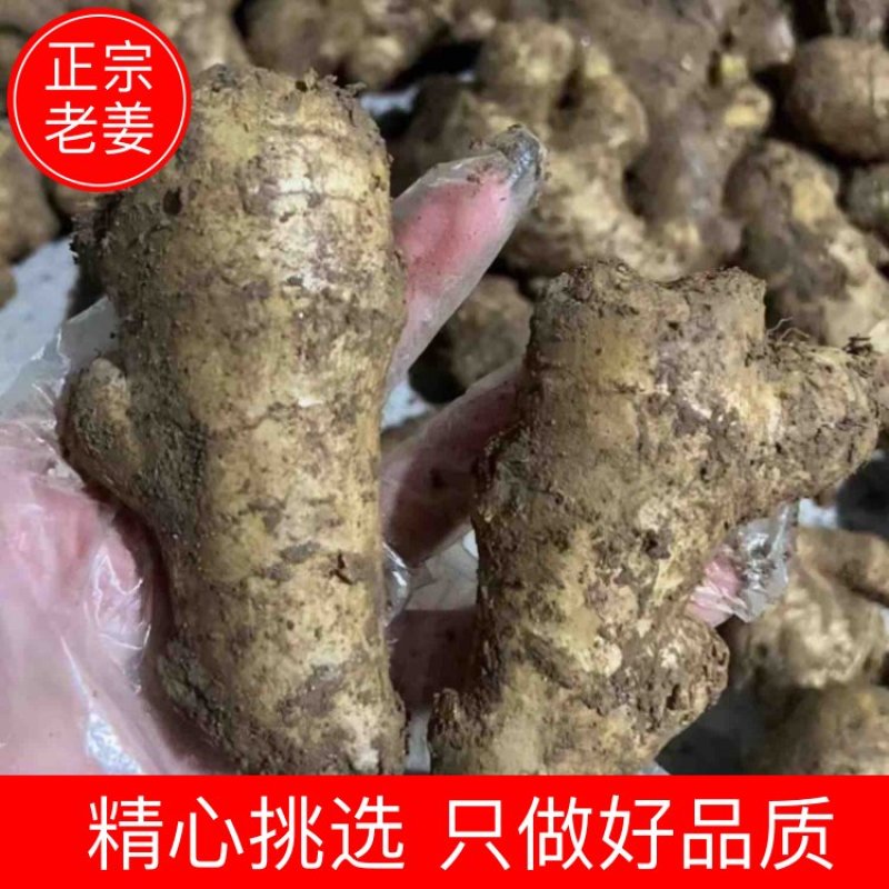 山东生姜产地小黄姜姜母嫰姜批发批发电商价格优惠品质好