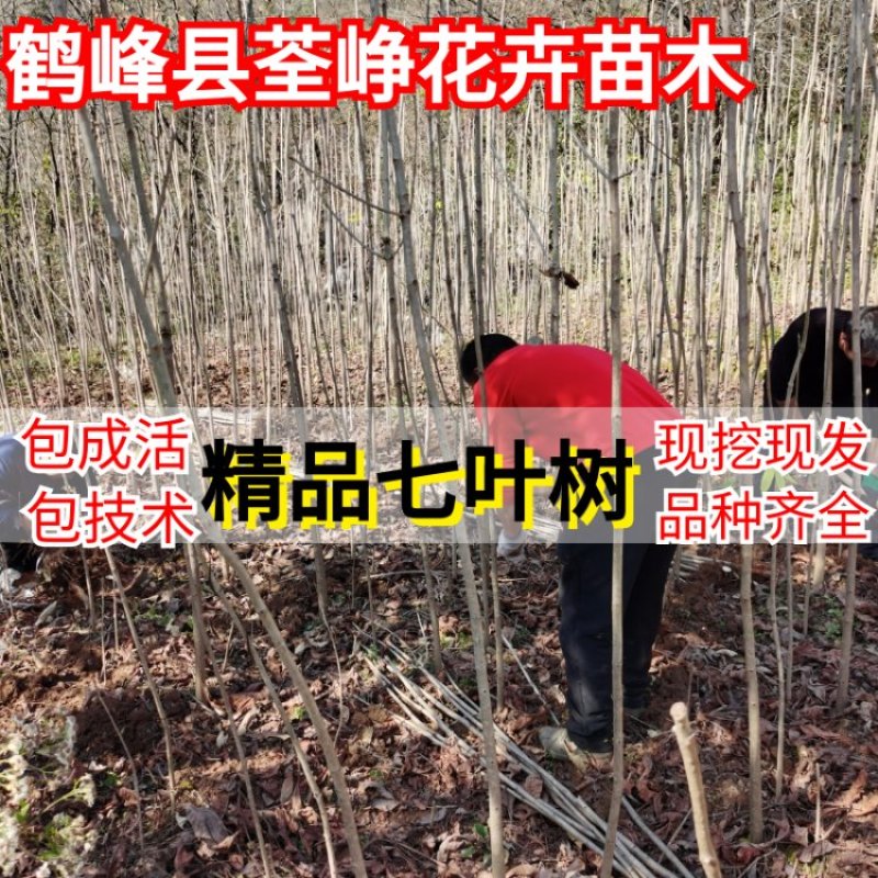 精品七叶树（摇钱树）观赏树木规模大品种全，免费技术指导