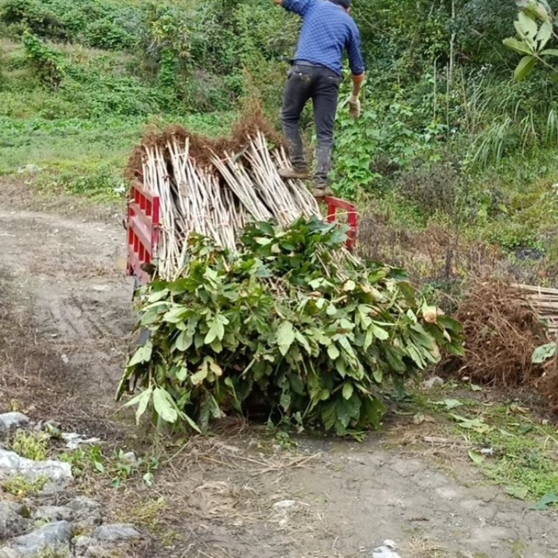 精品七叶树（摇钱树）观赏树木规模大品种全，免费技术指导