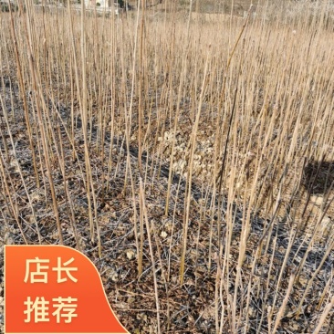 柏树苗黄柏苗，自产自销，基地几百亩欢迎新老客户联系