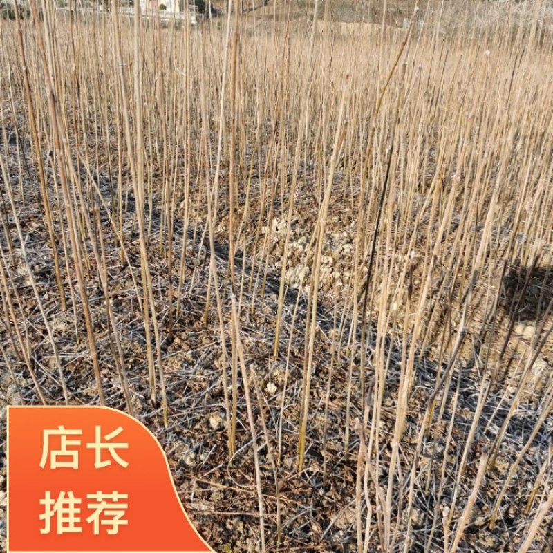 柏树苗黄柏苗，自产自销，基地几百亩欢迎新老客户联系