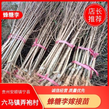 蜂糖李子苗优质嫁接苗免费提供种植技术指导