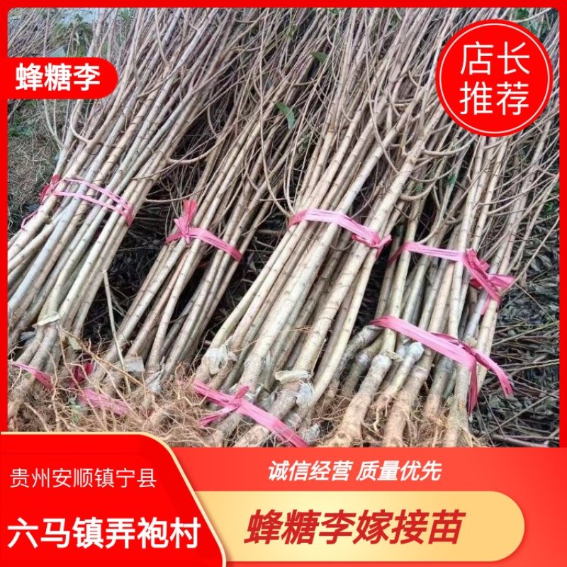 蜂糖李子苗优质嫁接苗免费提供种植技术指导