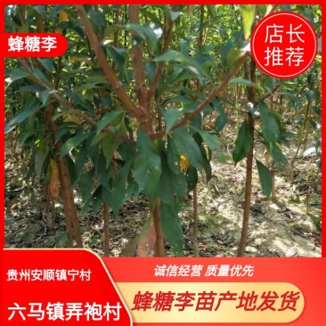 蜂糖李子苗、蜂糖李树苗，3-5公分当年种植当年结果