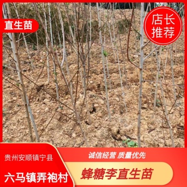 【直生苗】贵州蜂糖李苗蜂糖母树原产地一手货源产地直发