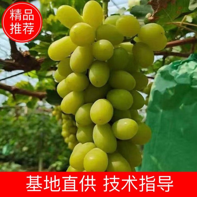 秋天清脆葡萄苗，口感好，产量高，技术指导，可签订合同