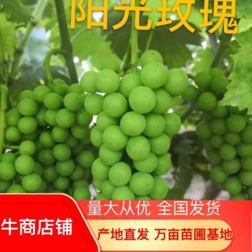 闭着眼选阳光玫瑰葡萄苗优质商家提供技术成活率高