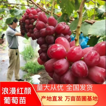 云南地区表现良好浪漫红颜葡萄苗假一赔十诚信经营
