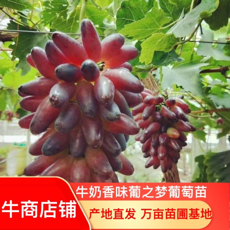 牛奶香味葡之梦葡萄苗特级苗包成活包技术