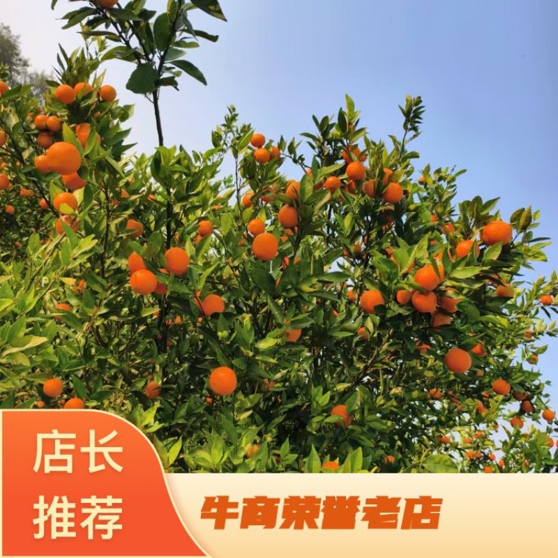 东方红蜜橘大量上市，味道鲜美，产地直发，一手货源