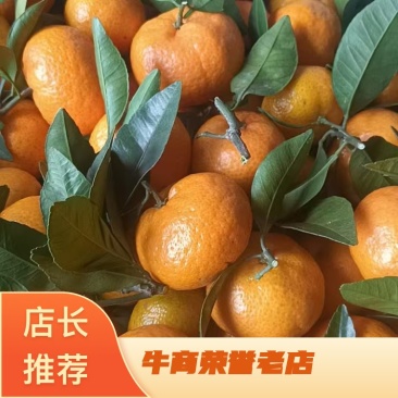 棉桔，大量现货上市中，产地直发，欢迎电话联系。