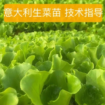 山西运城生菜苗基地全国批发技术指导欢迎各位老板来电