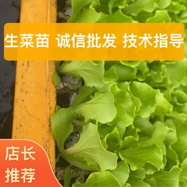 山西运城生菜苗基地全国发货意大利生菜苗品质保证欢迎来电