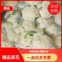有机花青梗有机菜花散花