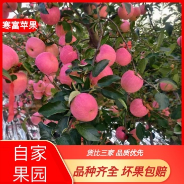 辽宁寒富苹果当季新鲜水果脆甜整箱批发