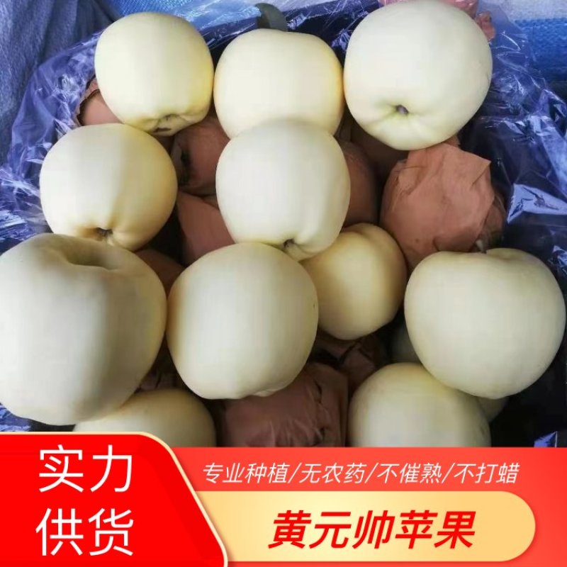 辽宁黄元帅苹果新鲜黄元帅苹果当季水果一手货源