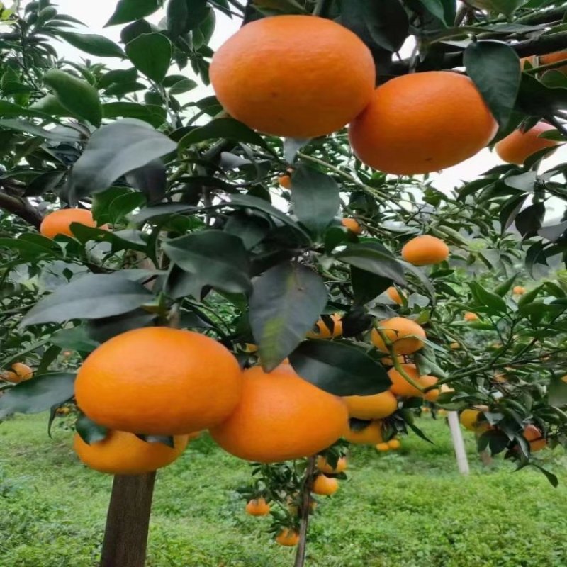 【爱媛果冻橙】荣县基地发货快坏果包赔来电洽谈规格齐全