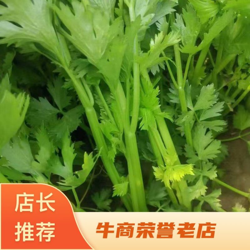 【优质推荐】芹菜大量上市，品质优良，欢迎联系谈合作。