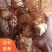 黄精