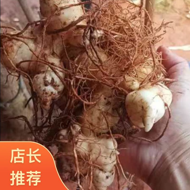 黄精