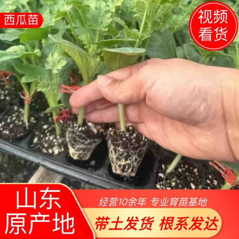 西瓜苗，嫁接美都，甜王，8424，2k礼品西瓜苗全国发货