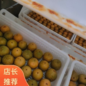 永福罗汉果精品品质保证量大价优欢迎来电洽谈合作更优惠