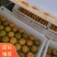 永福罗汉果精品品质保证量大价优欢迎来电洽谈合作更优惠