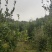 （包邮）山茶油自己生产加工有原材料工艺合规欢迎咨询