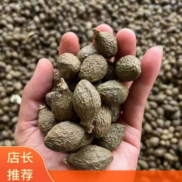 胖大海基地直发全国发货优质规格齐全欢迎来电咨询合作