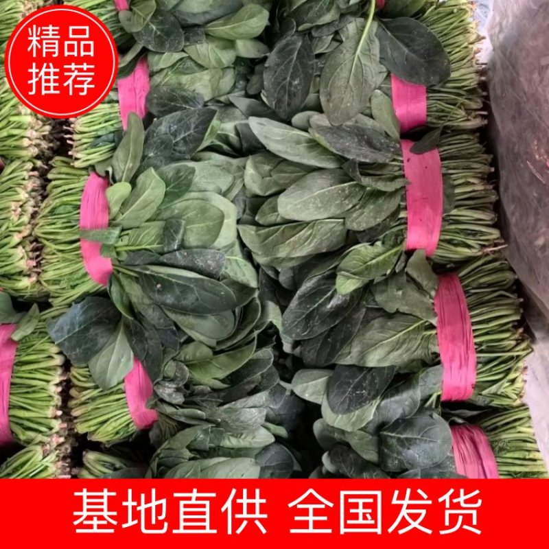 聊城精品大叶菠菜，叶片好。质量好，有需要的客户，打电话