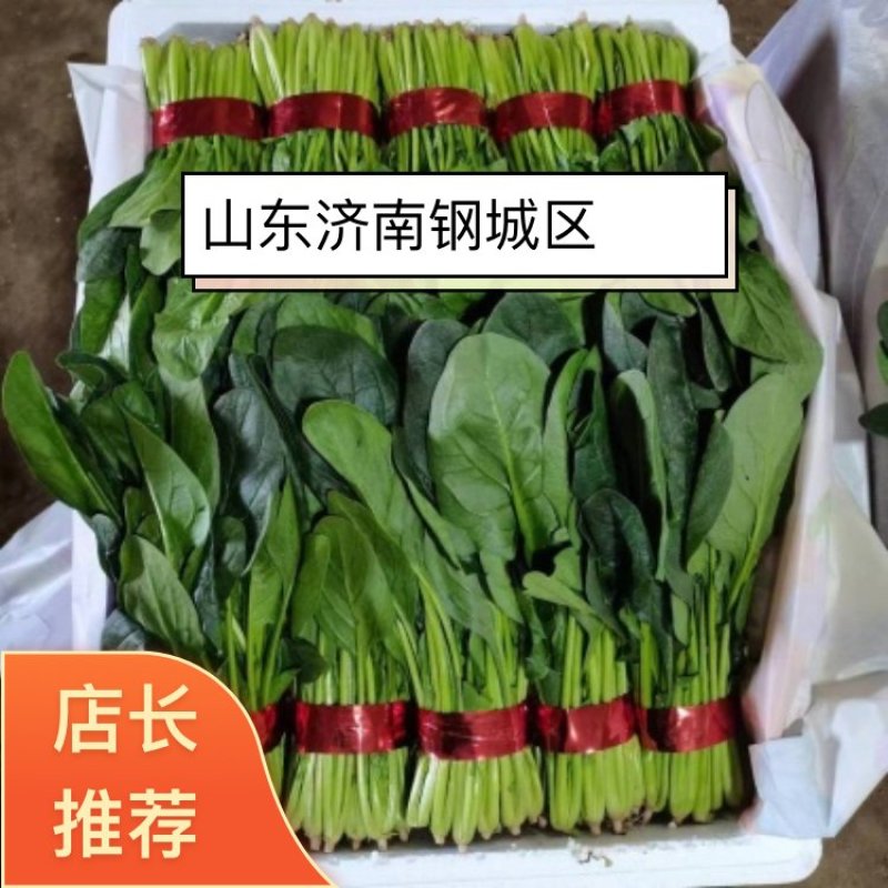 聊城精品大叶菠菜，叶片好。质量好，有需要的客户，打电话