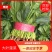 聊城精品大叶菠菜，叶片好。质量好，有需要的客户，打电话