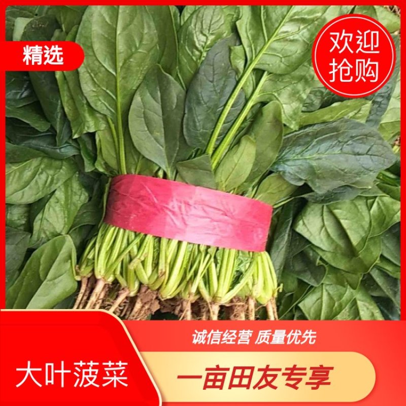 聊城精品大叶菠菜，叶片好。质量好，有需要的客户，打电话