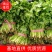 山东省聊城市东昌府区中叶香菜，量大。质量。叶片好。需要的