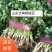 山东省聊城市东昌府区中叶香菜，量大。质量。叶片好。需要的