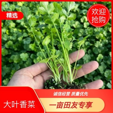 山东省聊城市东昌府区中叶香菜，量大。质量。叶片好。需要的