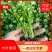 山东省聊城市东昌府区中叶香菜，量大。质量。叶片好。需要的