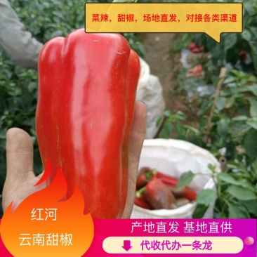 【实力牛商推荐】云南甜椒对接批发商基地种植