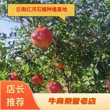 【牛商实力供货】云南精品软籽突尼斯石榴，产地直发，整车发货