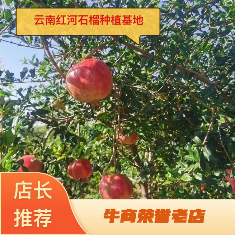 【牛商实力供货】云南精品软籽突尼斯石榴，产地直发，整车发货