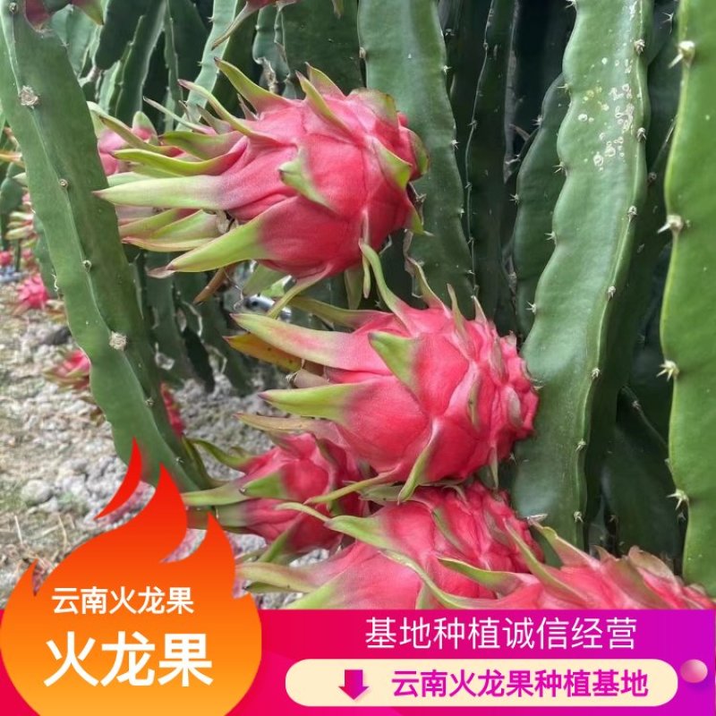 京都-大红-桂红龙-红心火龙果，产地直发，鲜果采摘