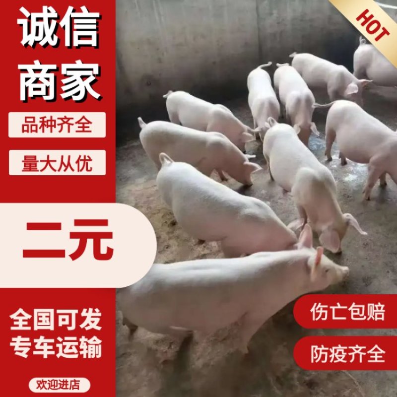 二元仔猪，防疫齐全，伤亡包赔，品种齐全，量大优惠全国发货