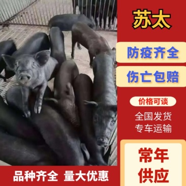 苏太仔猪，防疫齐全，伤亡包赔，品种齐全量大优惠，全国发货