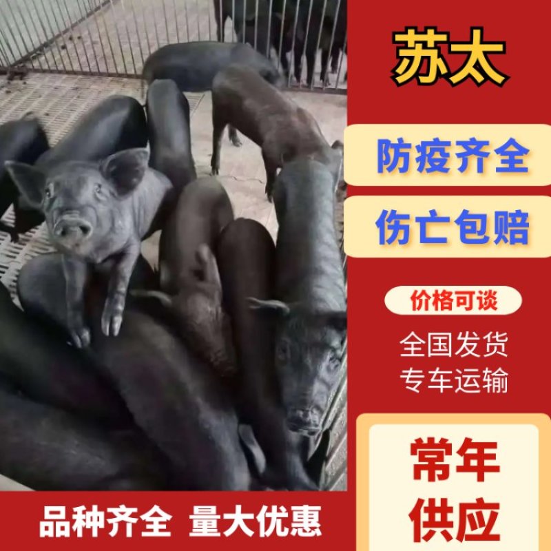 苏太仔猪，防疫齐全，伤亡包赔，品种齐全量大优惠，全国发货
