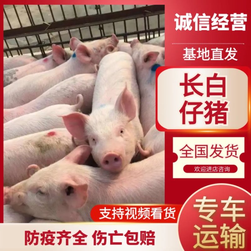 长白仔猪，防疫齐全，伤亡包赔，品种齐全量大优惠，全国发货