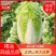 【好货】白菜山东黄心白菜产地现砍现发量大从优