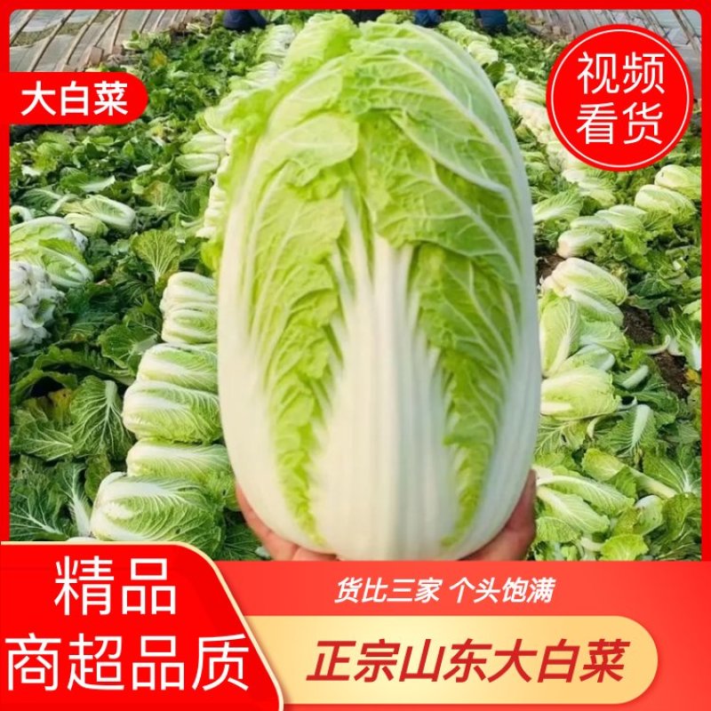 【好货】白菜山东黄心白菜产地现砍现发量大从优