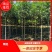 【品质保证】湖北襄阳精品桂花树自产自销成活率高